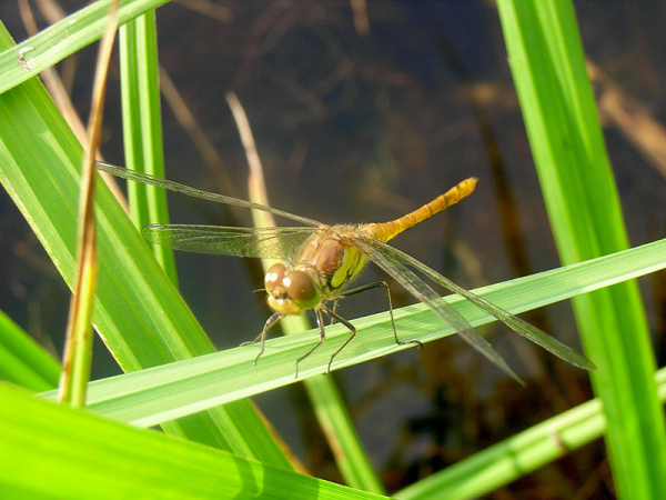 Entretien : Hirtzfelden (68)