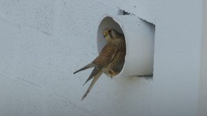 Faucon crécerelle près des locaux de l'Ariena / Céline Langlais, 2013