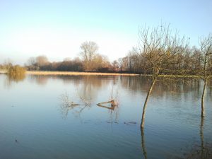 Le Ried inondé, près de Sélestat / © Céline Langlais/Ariena 2012