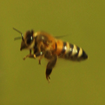 Atelier : Fabrication de ruches anciennes