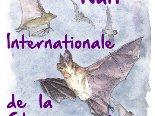 Nuit de la chauve – souris