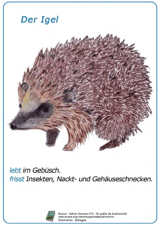 Imagier animaux en allemand