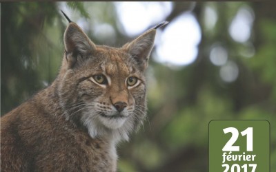 Quelle place pour le Lynx boréal dans les Vosges aujourd’hui ?