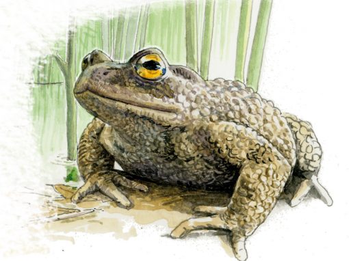 Amphibiens sur le chemin, mais bénévoles malins !